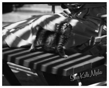 Best cat photo ever_wm Best cat photo ever_wm